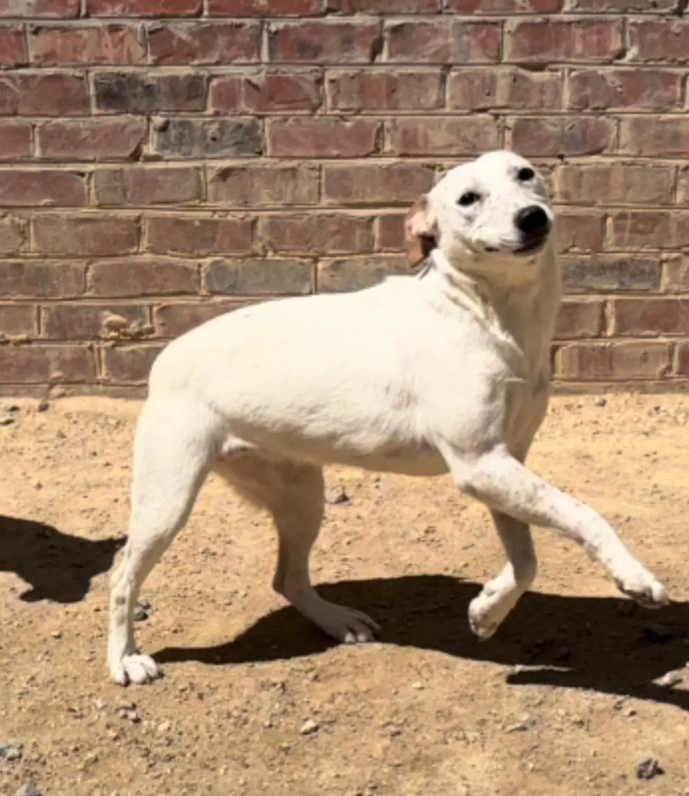 River - Cattle Dog