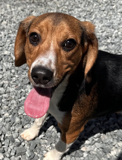 Ranger Beagle, an adoptable Beagle in Thomasville, NC