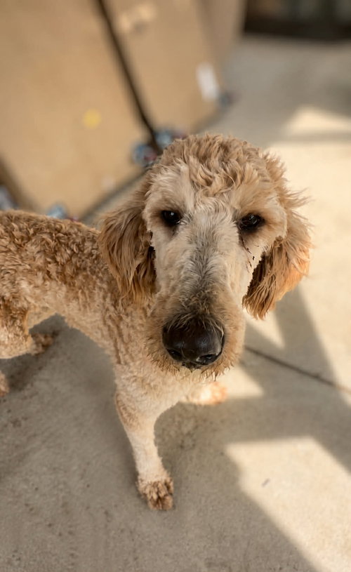 Mirabel, an adoptable Golden Retriever in Thomasville, NC