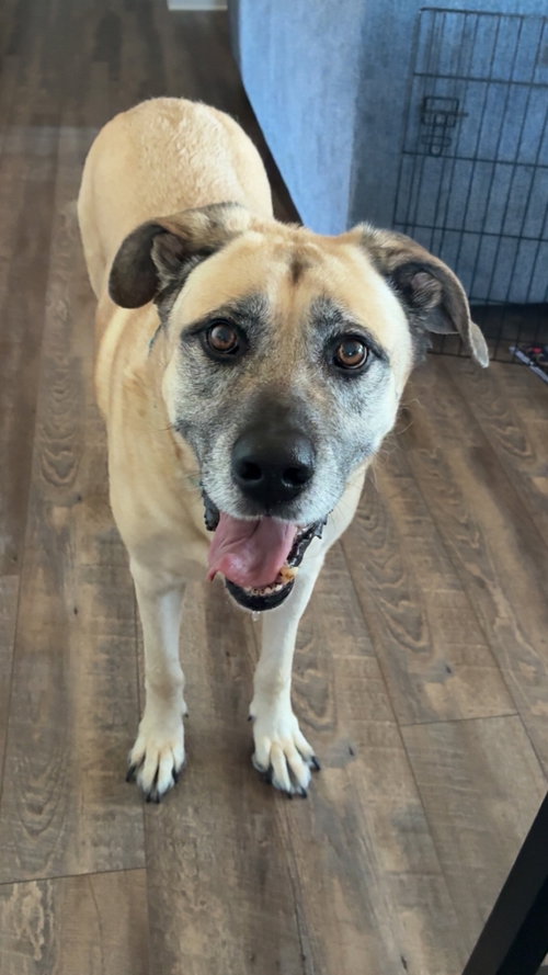 Drogos, an adoptable Anatolian Shepherd in Thomasville, NC