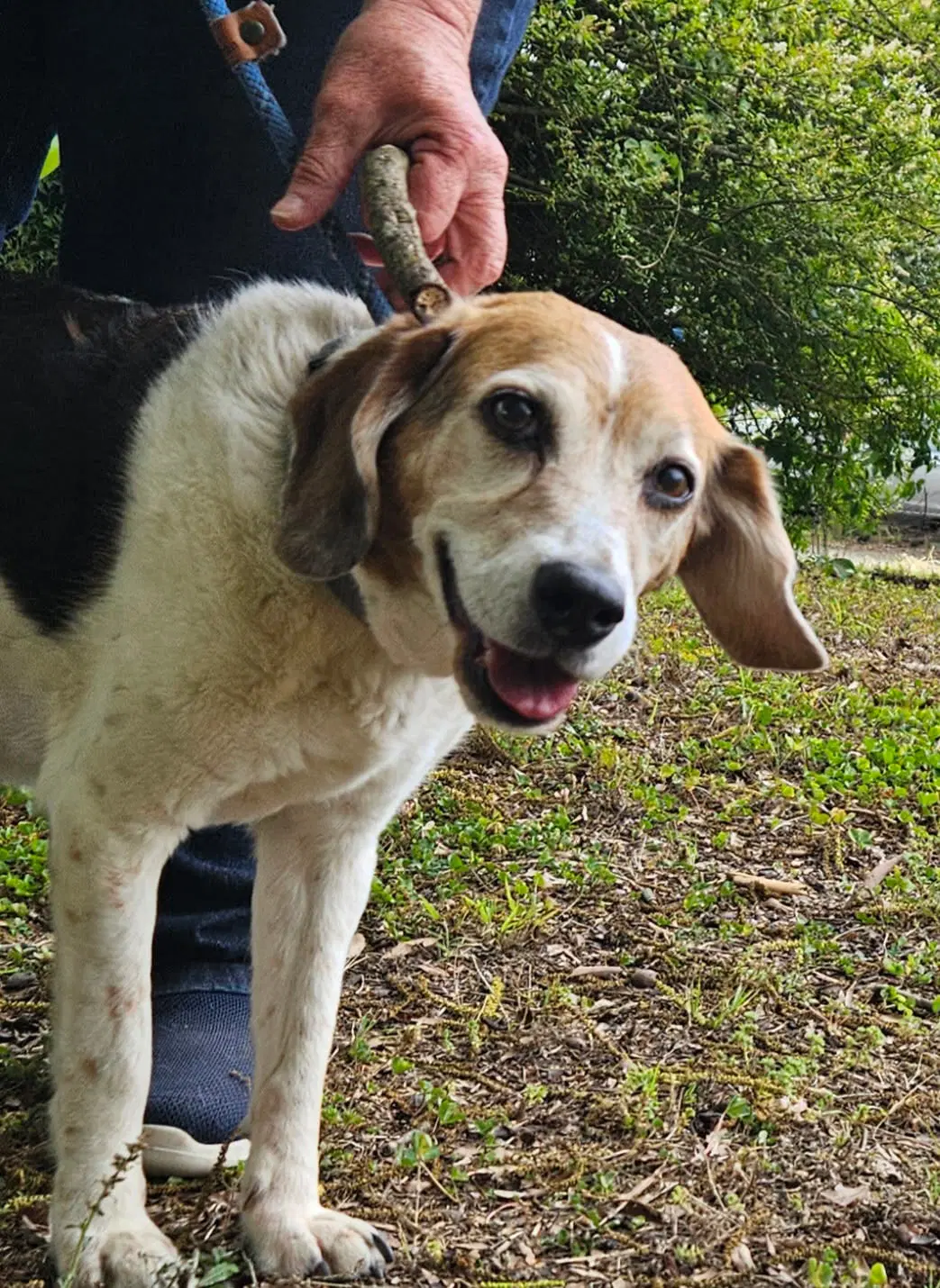 Sassy - Beagle