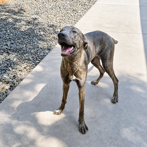 Aubrey, an adoptable Greyhound in Thomasville, NC