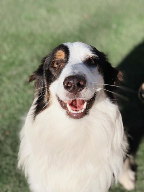 Luka (courtesy listing), an adoptable Australian Shepherd in Thomasville, NC