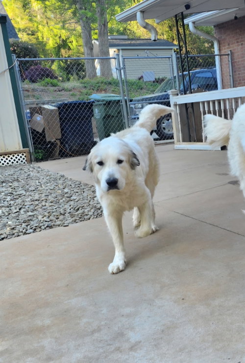 Remi, an adoptable Great Pyrenees in Thomasville, NC