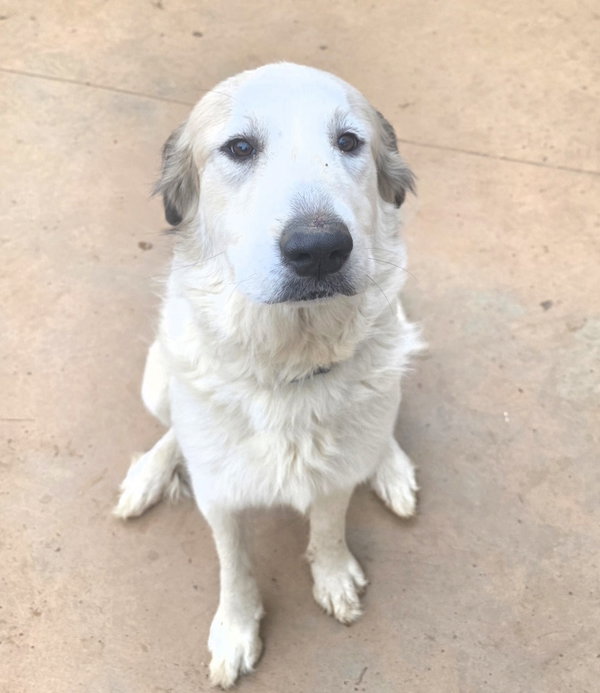 Remi