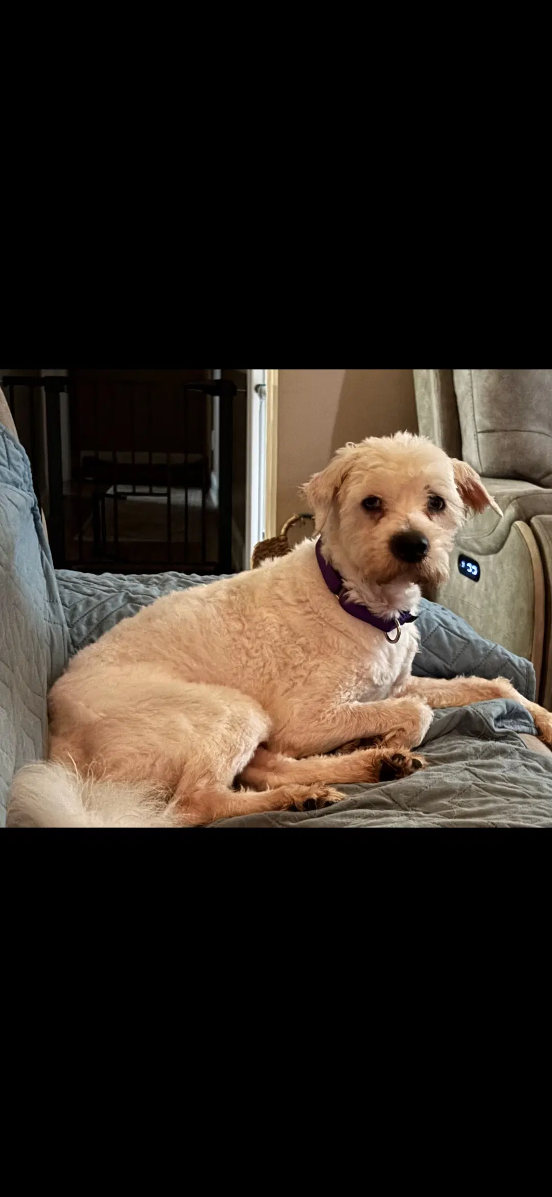 Perry - Poodle (Miniature)