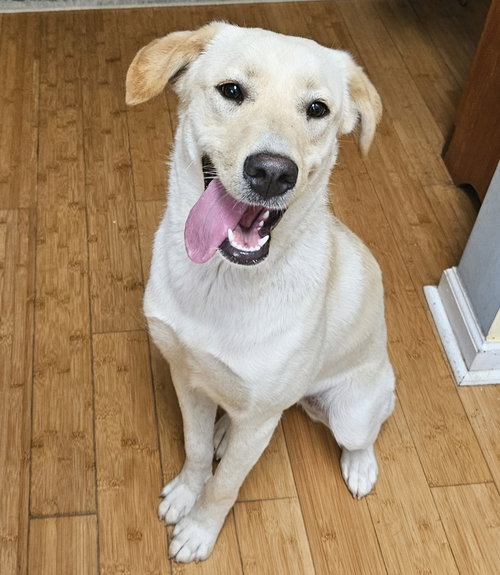 Andie, an adoptable Labrador Retriever in Thomasville, NC