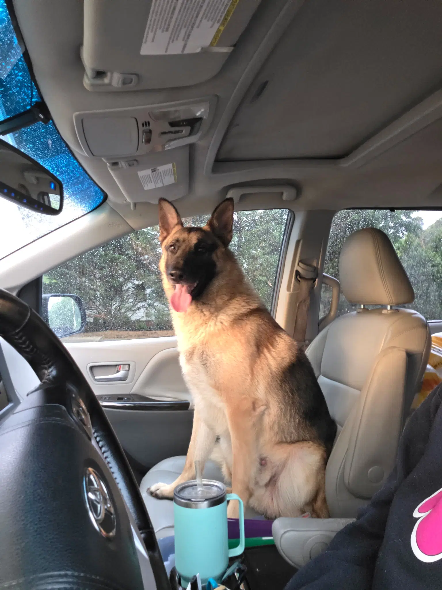 Finley - German Shepherd Dog