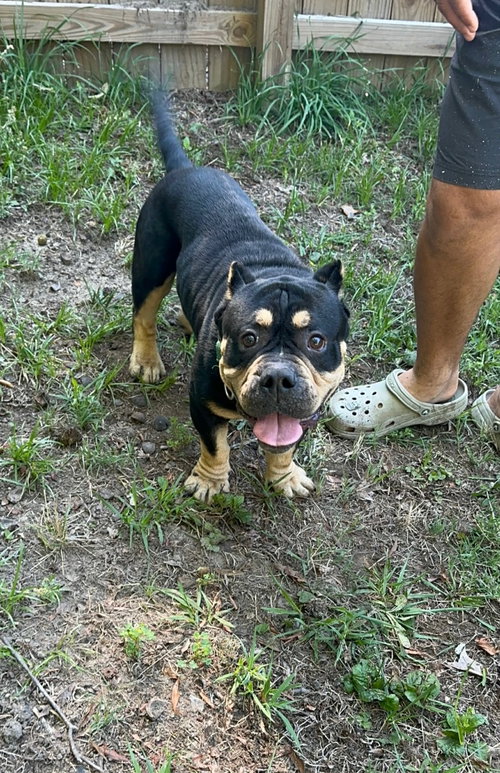 Bull Dozer