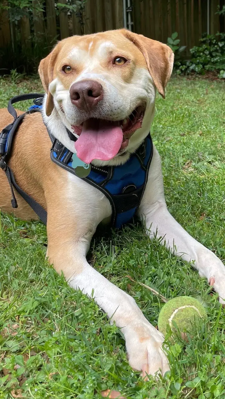 Courtesy Post Milo - Labrador Retriever