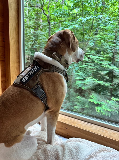 *Courtesy Post* Milo photo 2