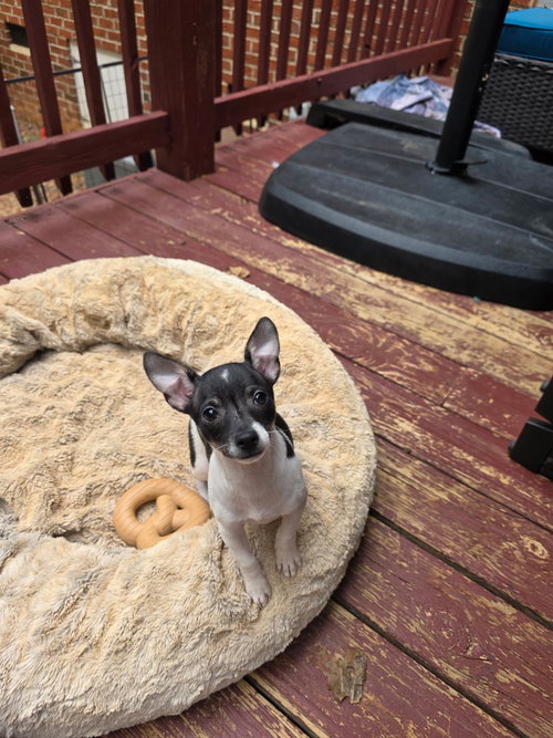 Tom, an adoptable Chihuahua in Thomasville, NC