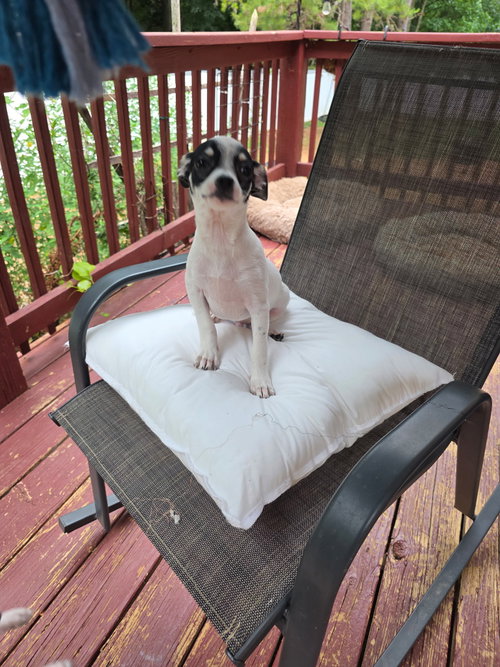 Jerry, an adoptable Chihuahua in Thomasville, NC