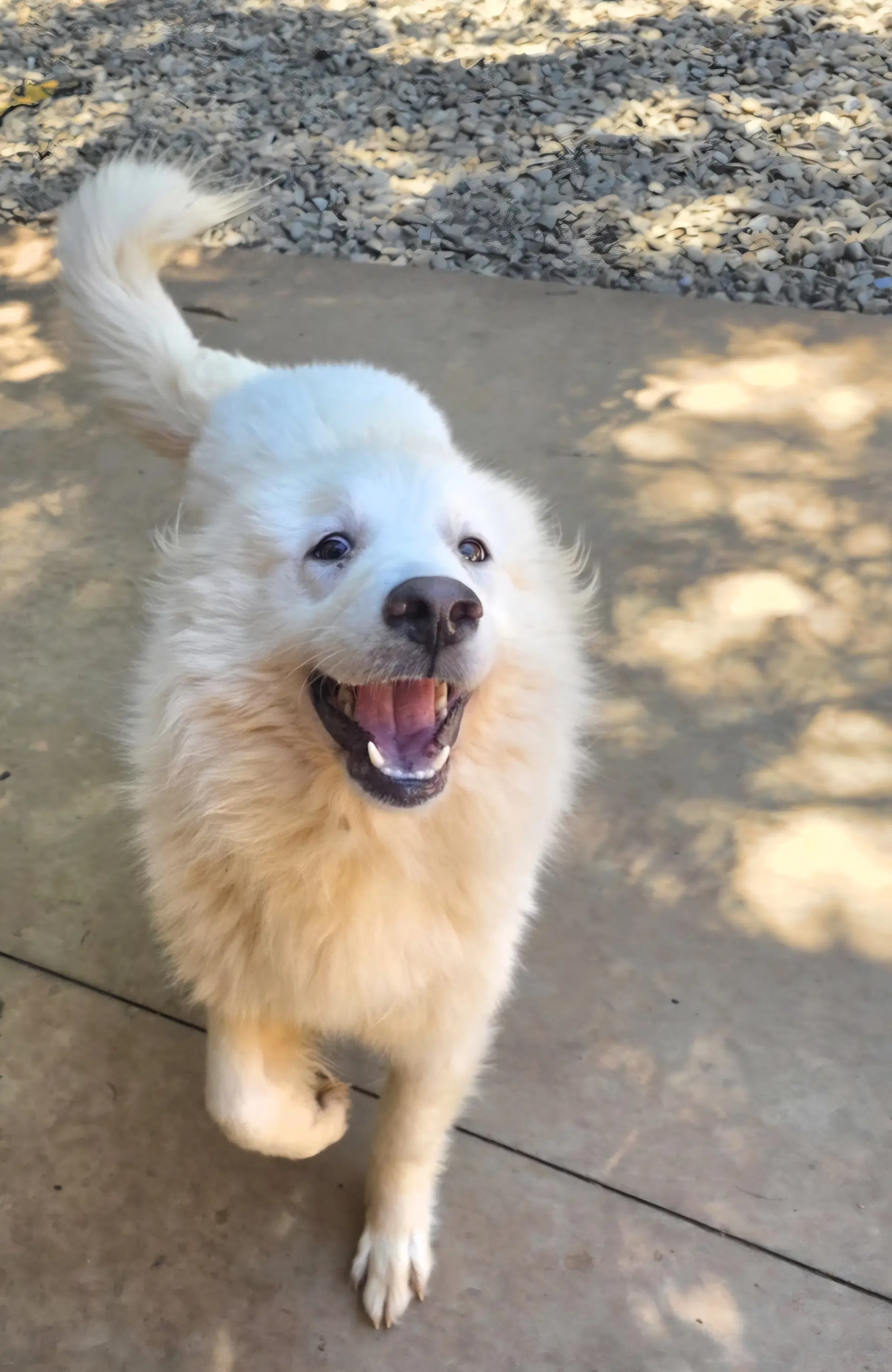 Clara Mae - Great Pyrenees