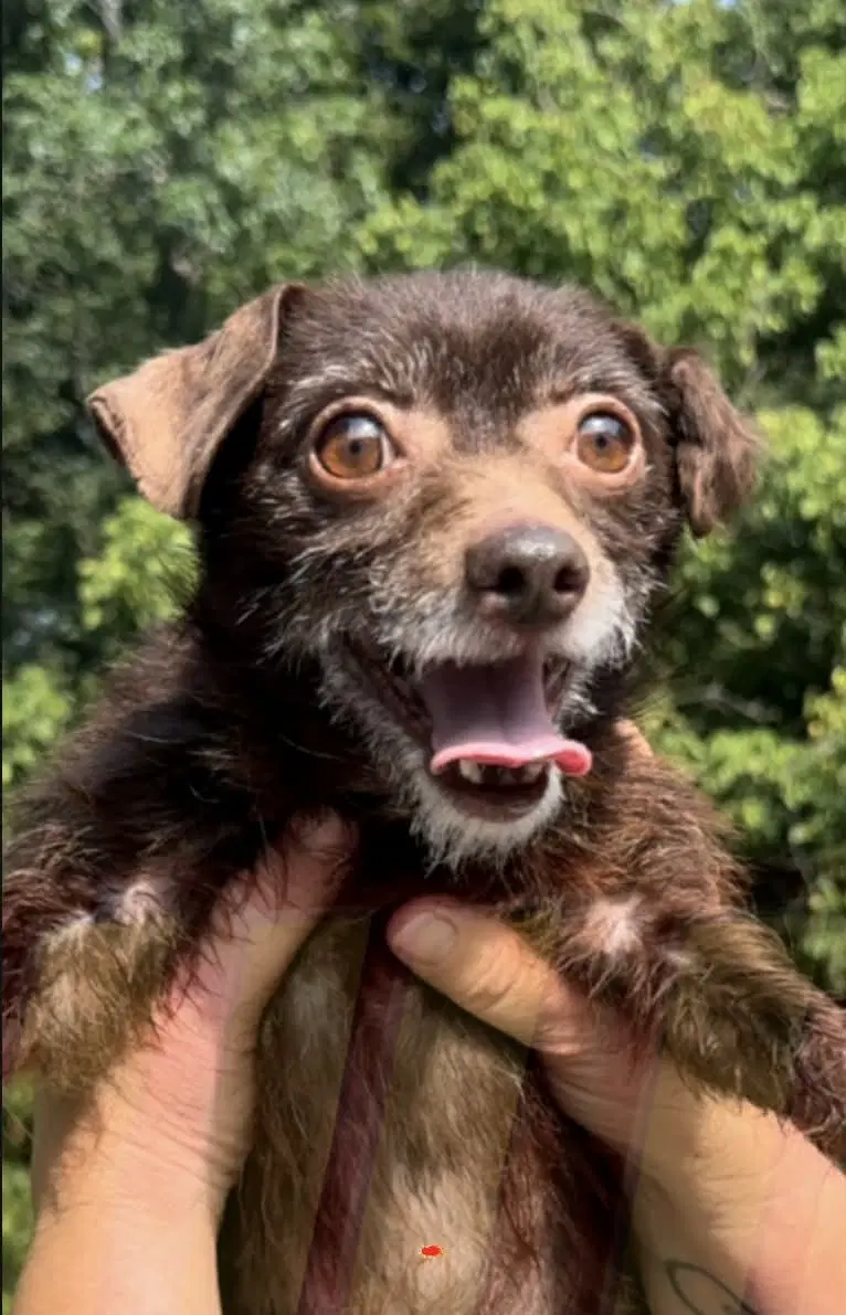 Sully - Chihuahua