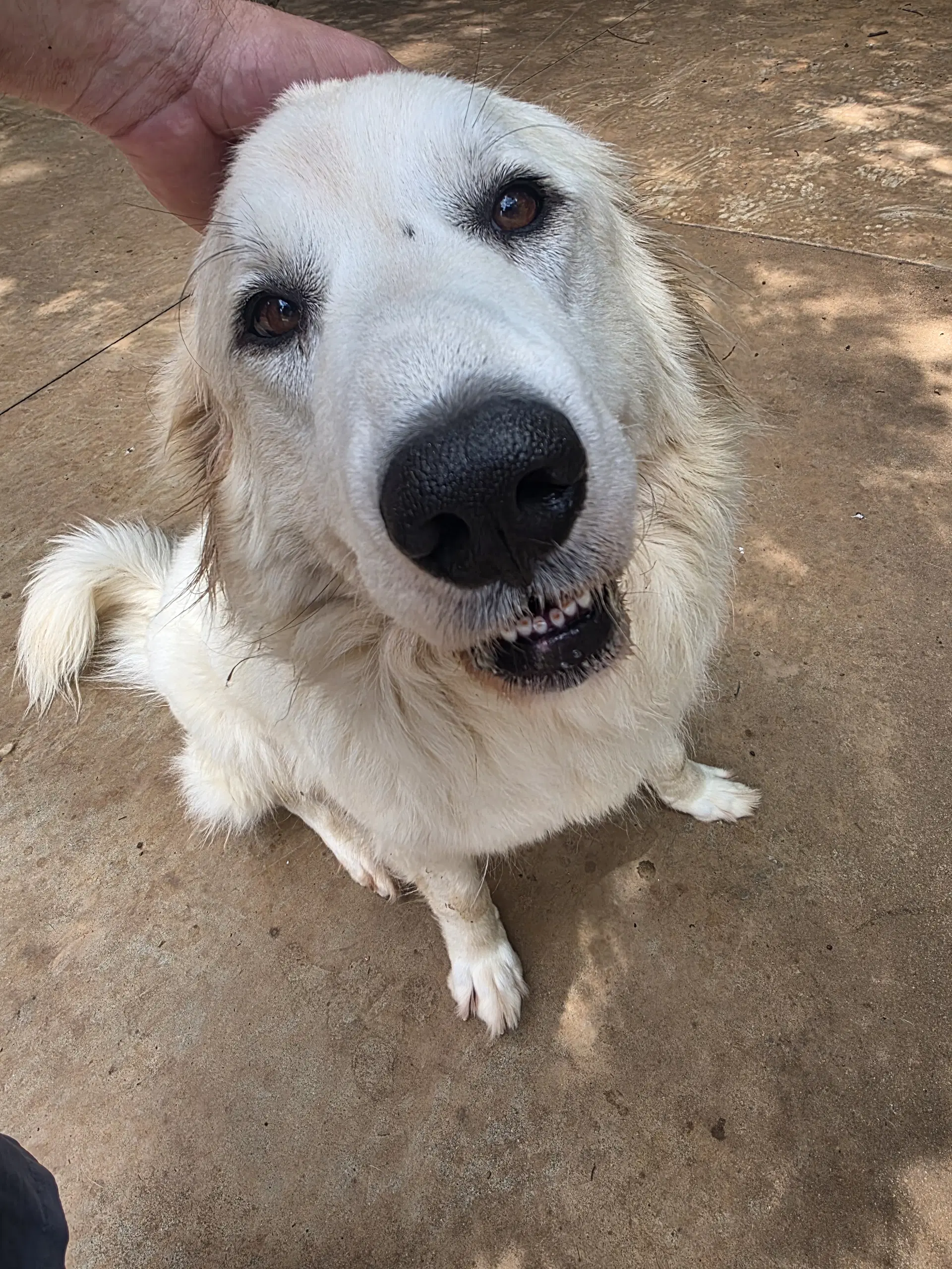 Bridget - Great Pyrenees