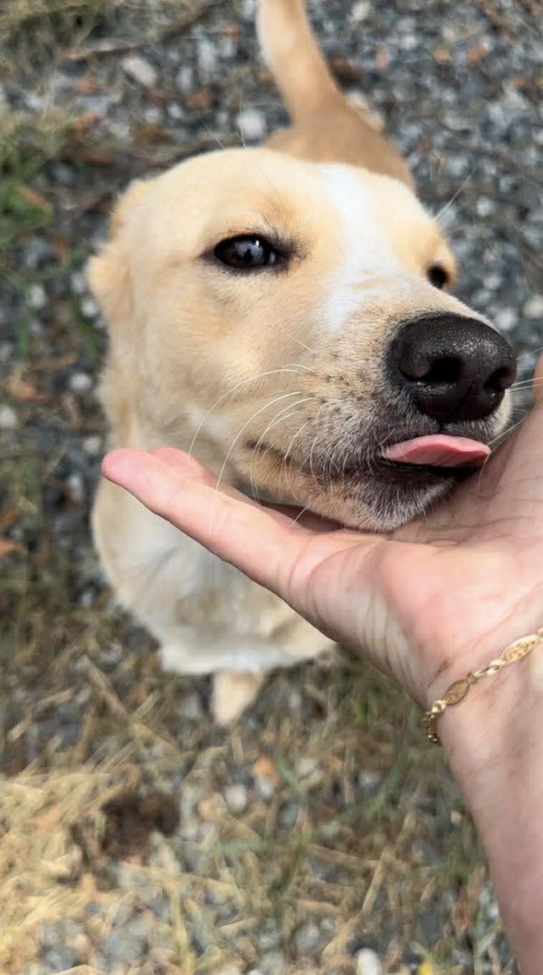Nyla