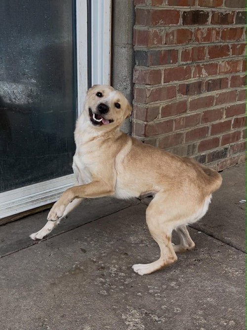 picture of the dog needing adoption