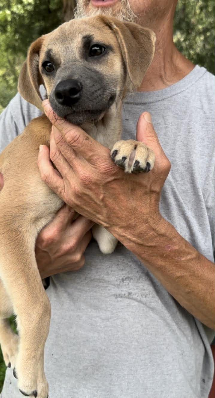 Beaufort - Hound