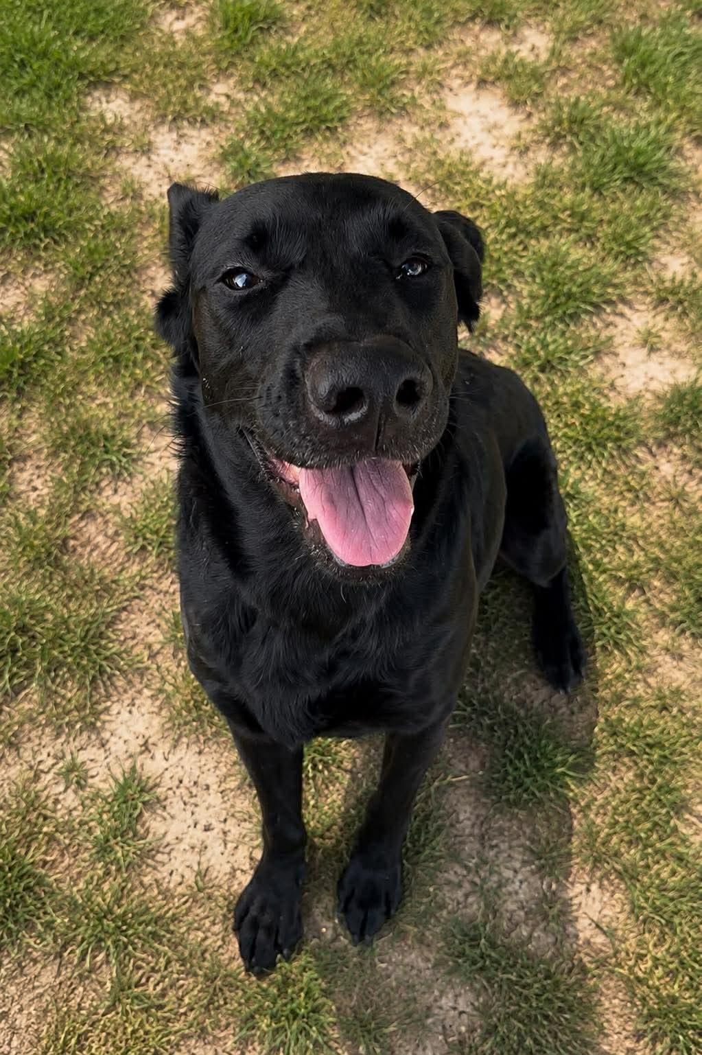 Aura - Labrador Retriever