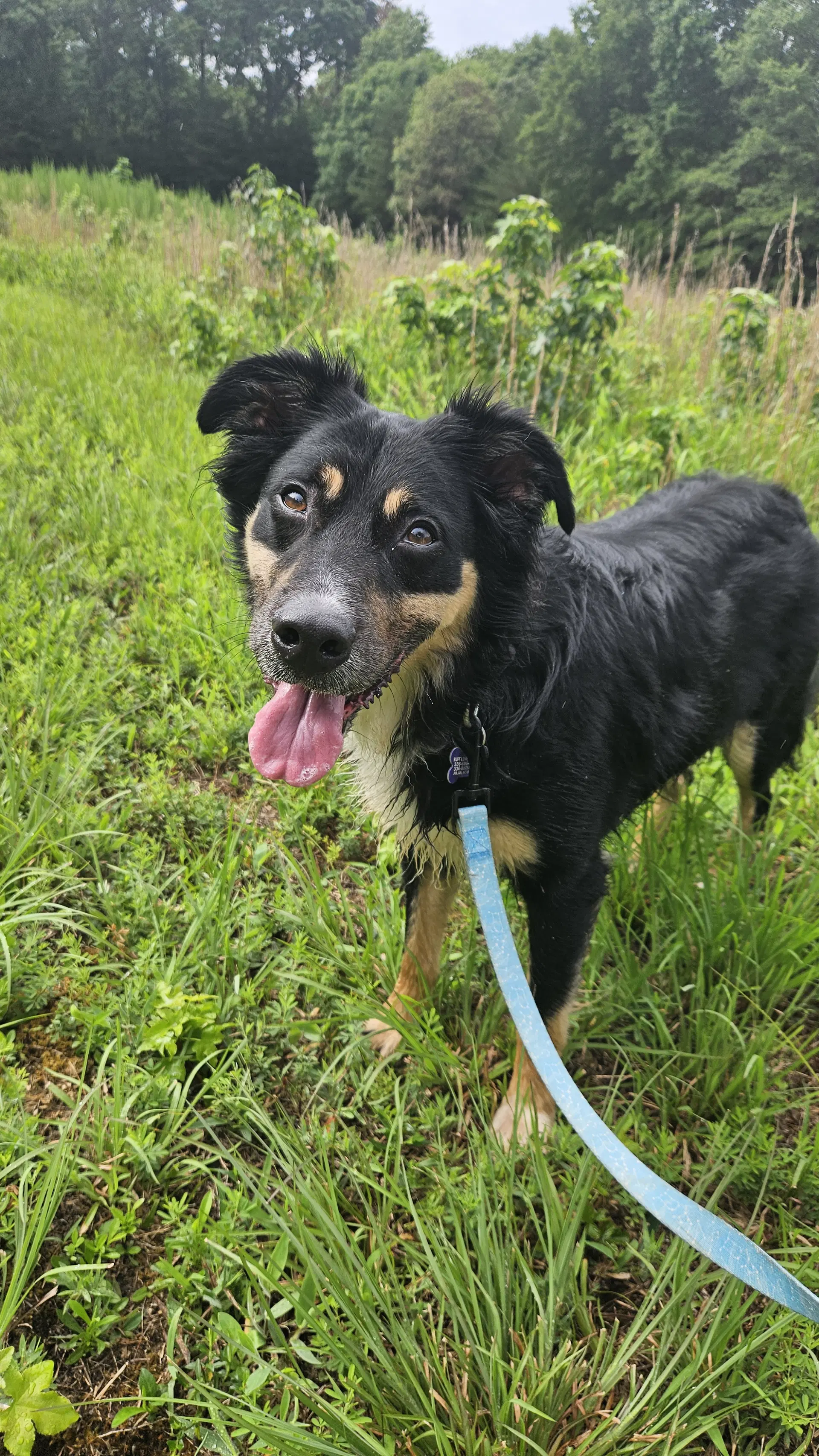 Razin - Australian Shepherd