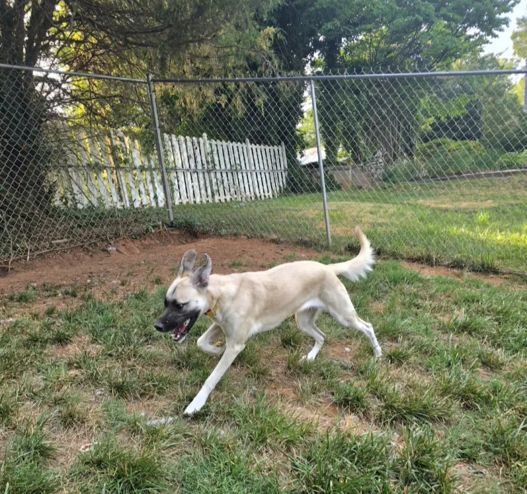 Evie - Great Pyrenees