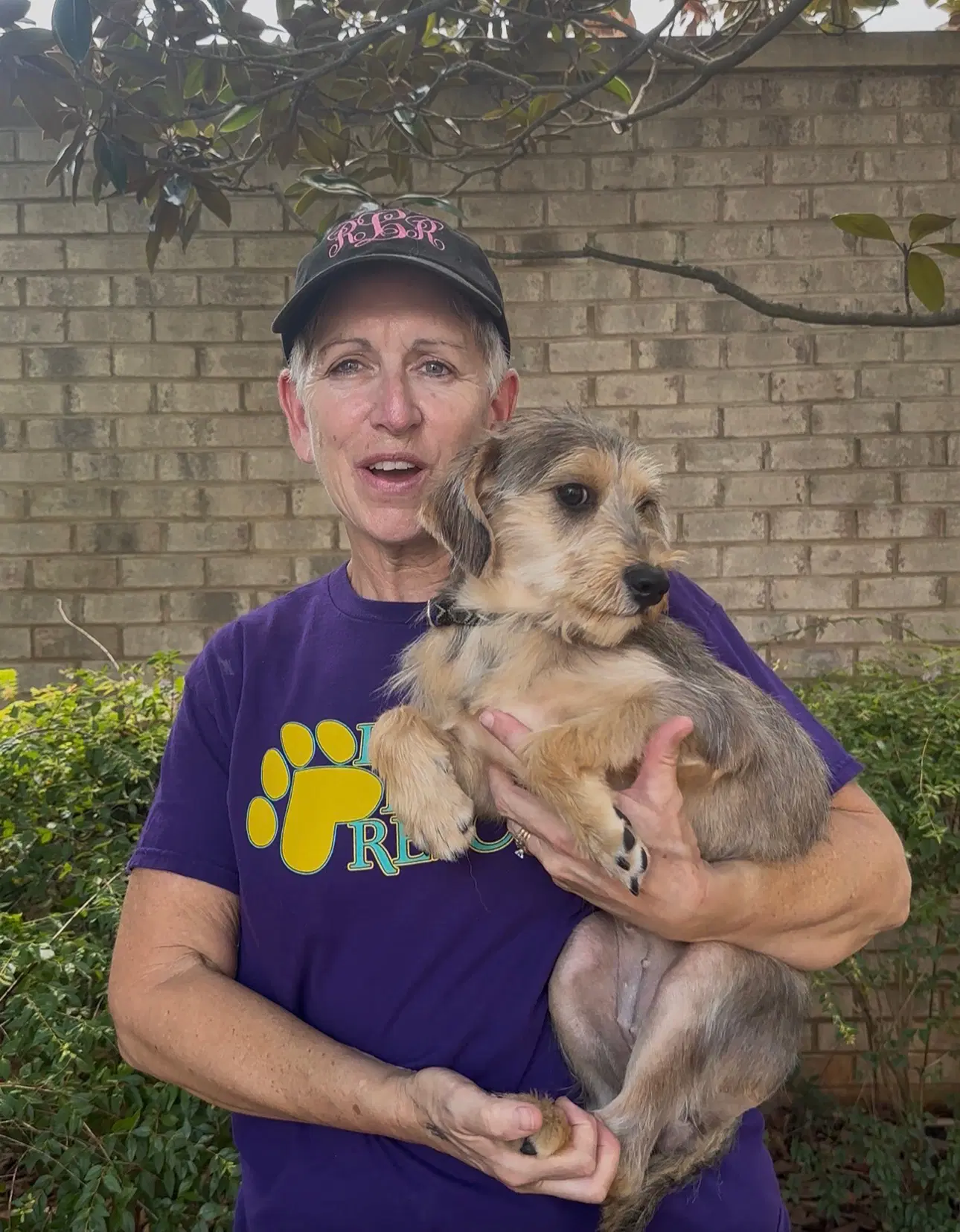 Lilith - Yorkshire Terrier Yorkie