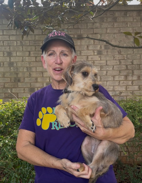 picture of the dog needing adoption