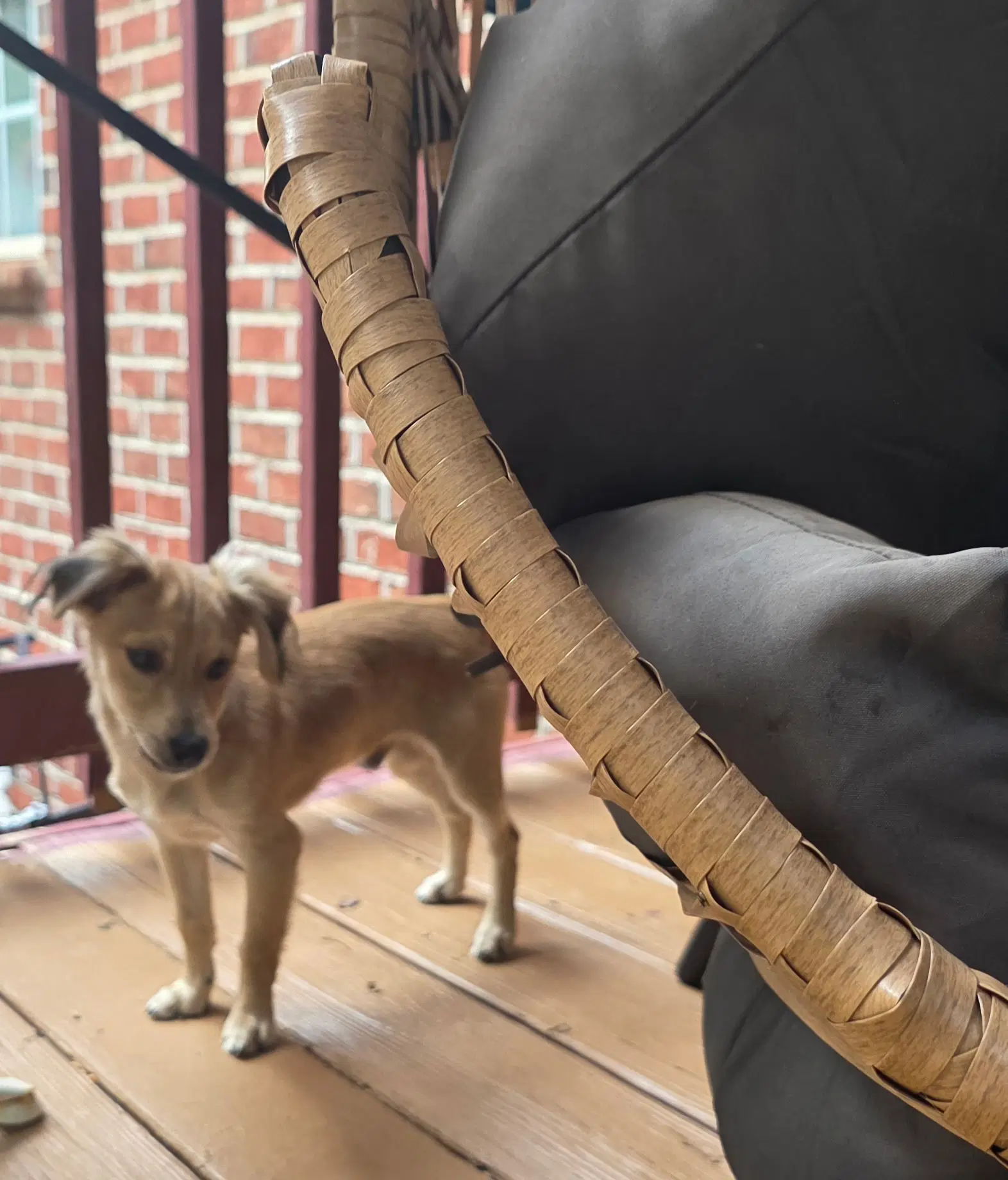 Taz image 2