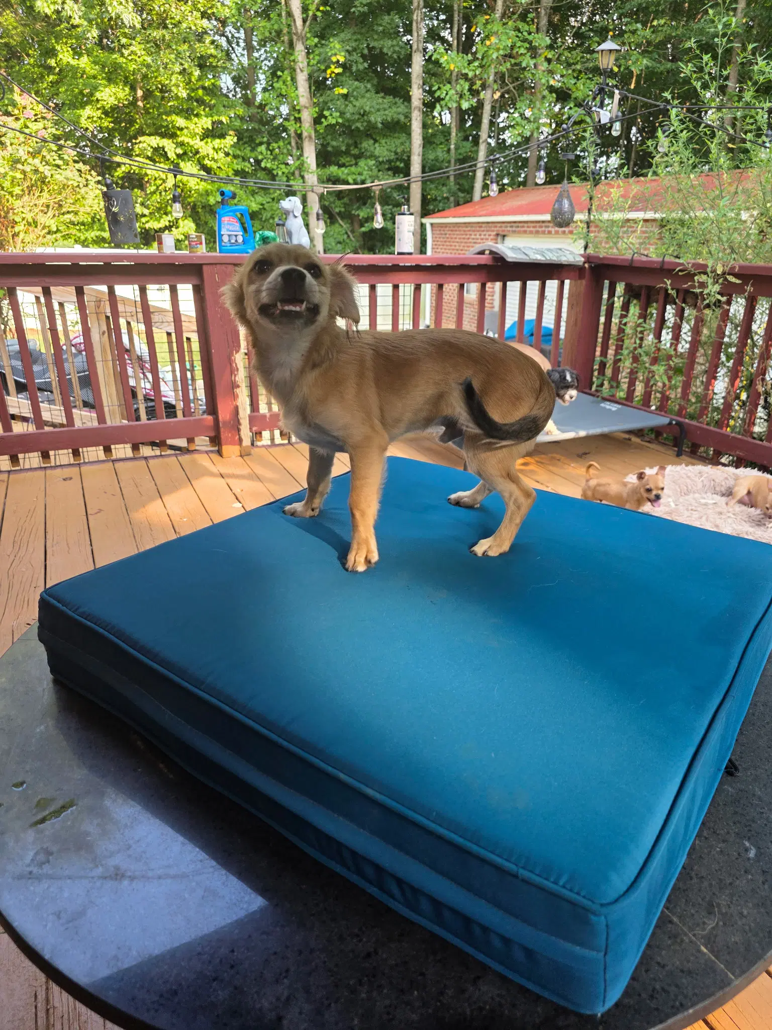 Taz image 4
