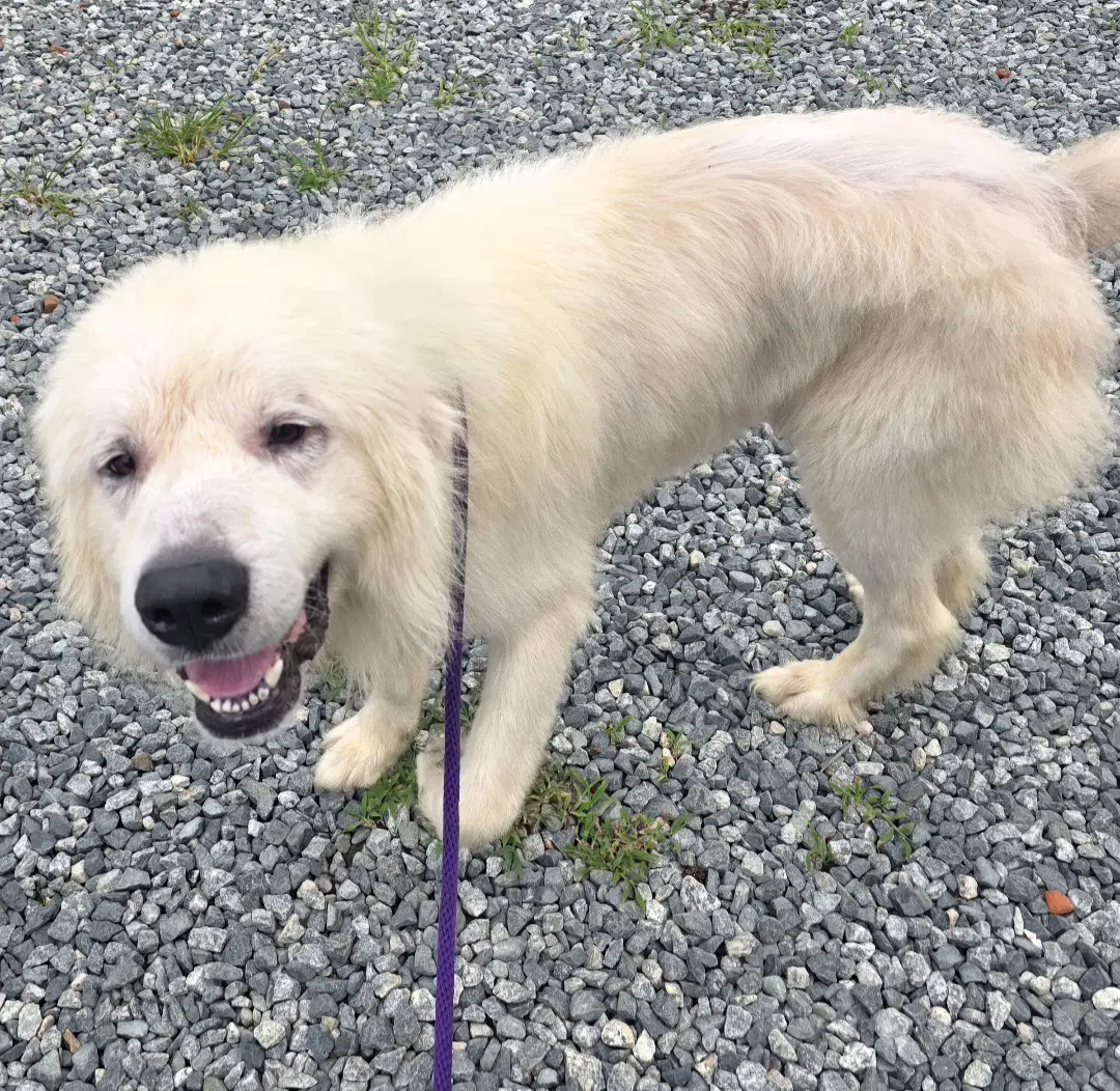 Bane - Great Pyrenees