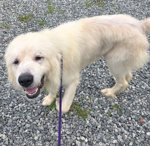 picture of the dog needing adoption