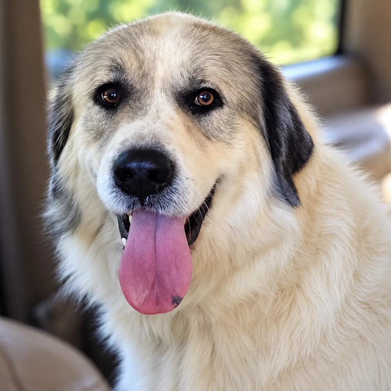 Bennett - Great Pyrenees