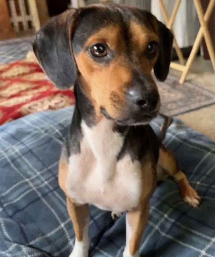 Bugsy - Beagle