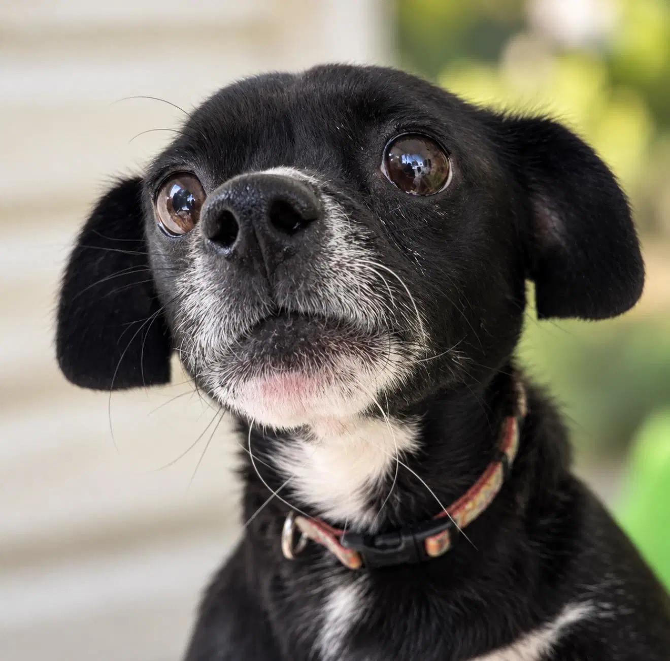 Dani - Chihuahua