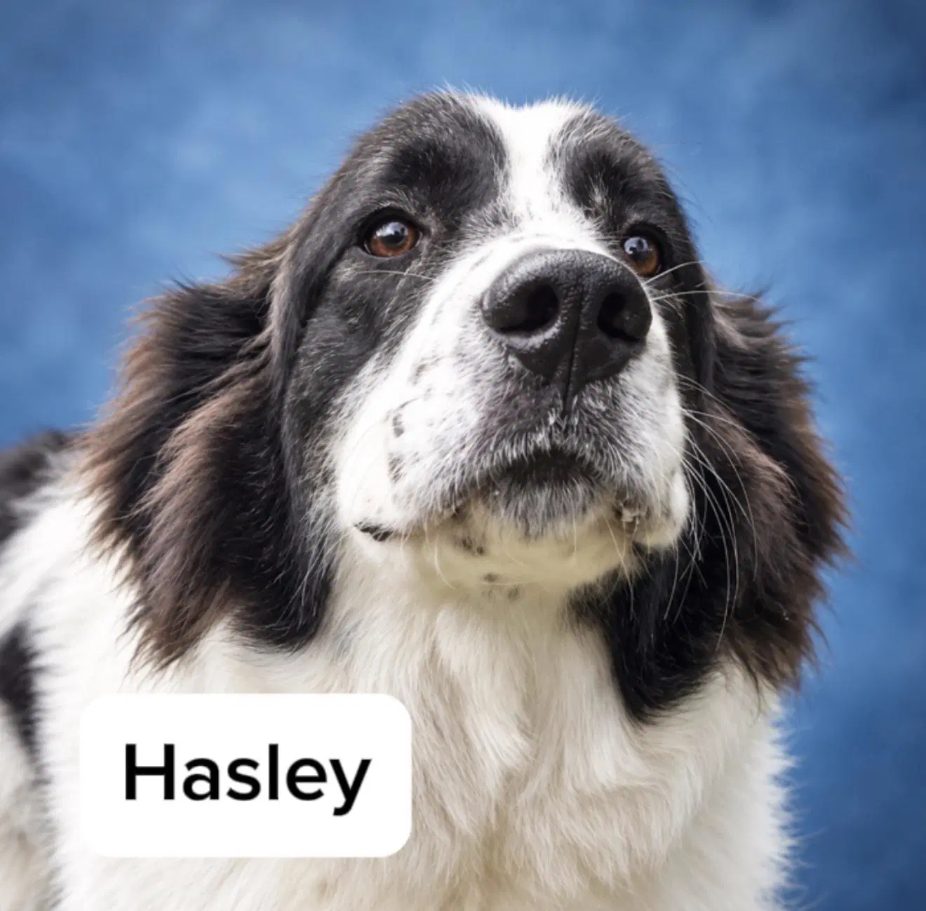 Hasley - Great Pyrenees