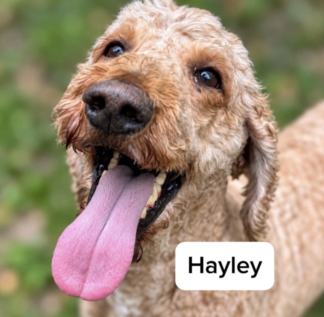 Hayley
