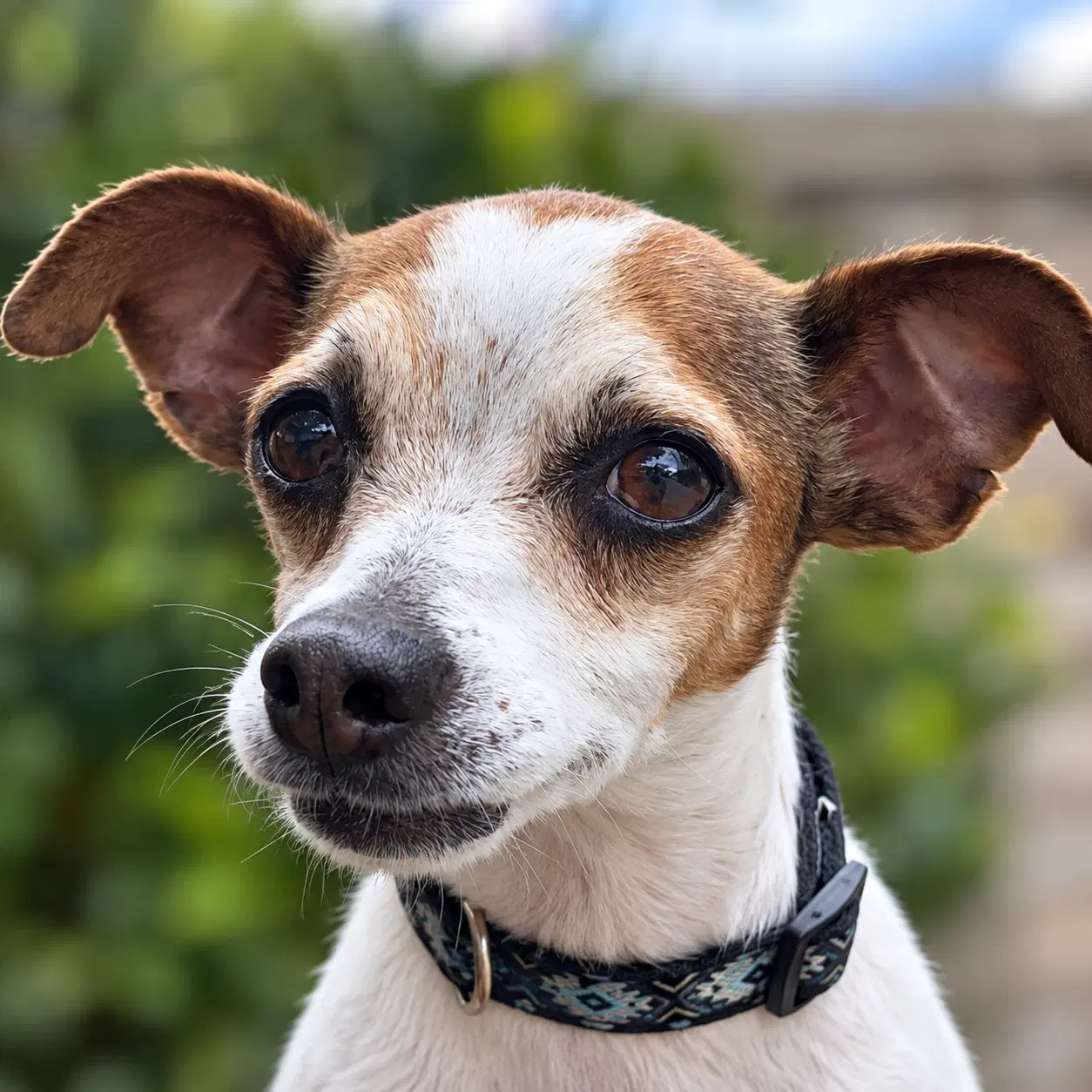 Stella - Chihuahua
