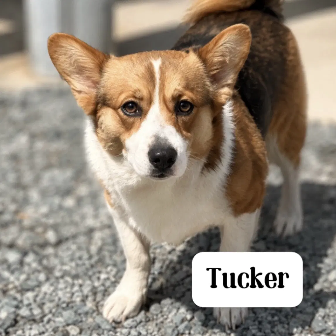Tucker - Corgi