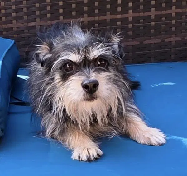 Zuma - Miniature Schnauzer