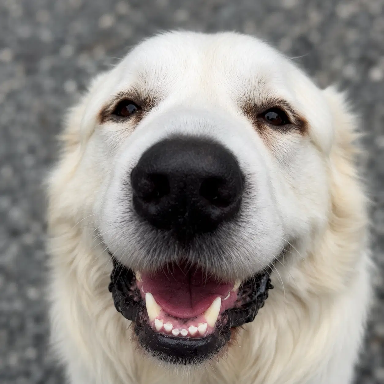 Clyde - Great Pyrenees