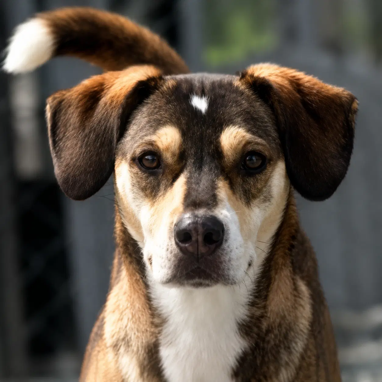 Delphina - Hound