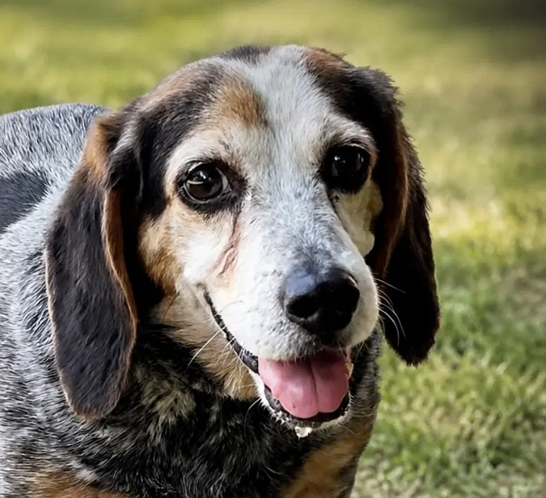 Joan Baez - Beagle