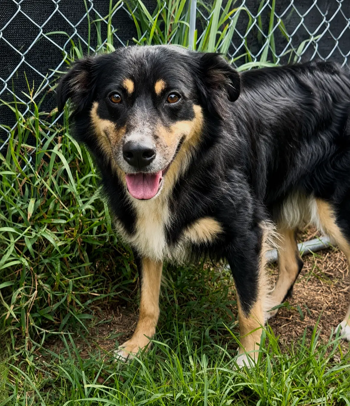 Razyn - Australian Shepherd