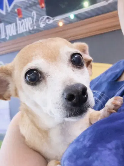 Sugar Chi image 2