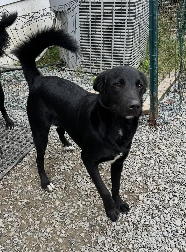 Micah - Labrador Retriever