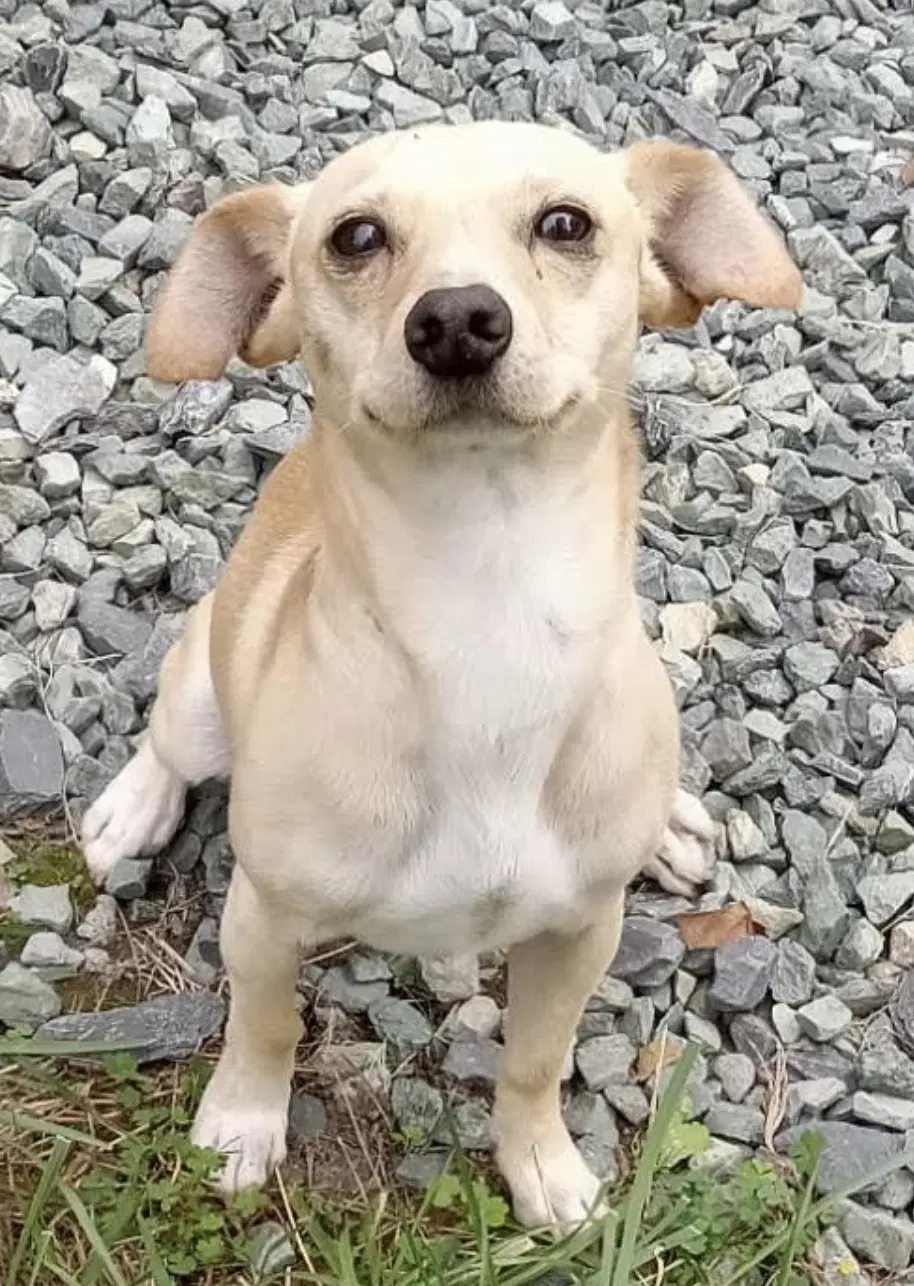 Baxter - Chihuahua
