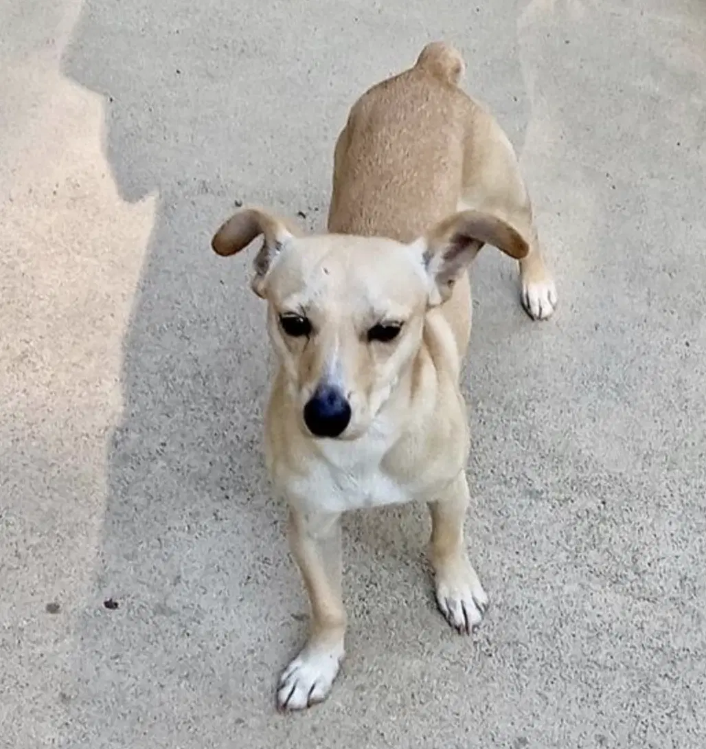 Baxter image 2
