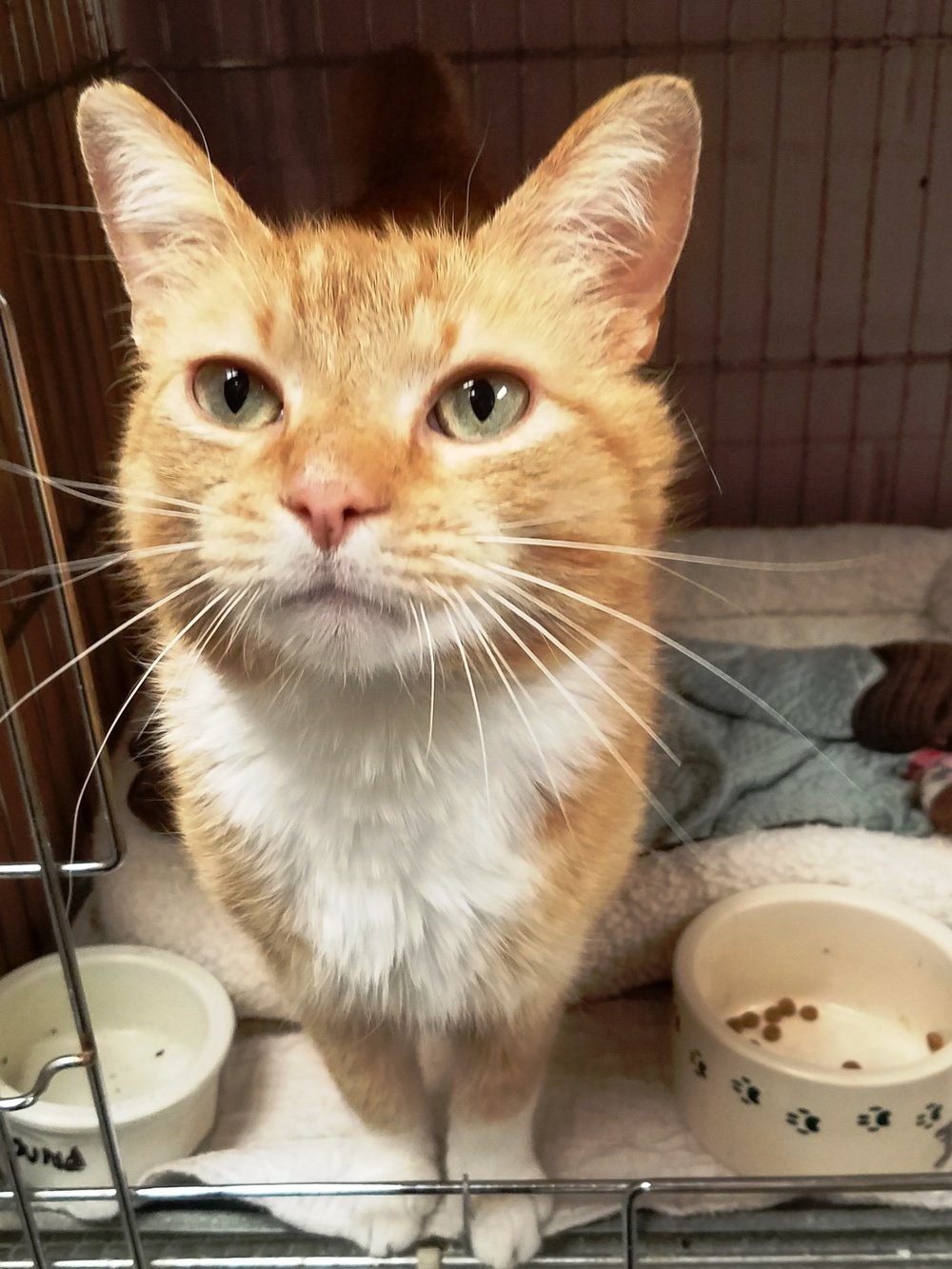 adoptable Cat in Inver Grove Heights, MN named AJ