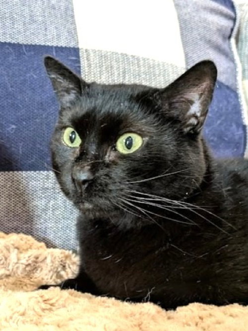 picture of the cat needing adoption